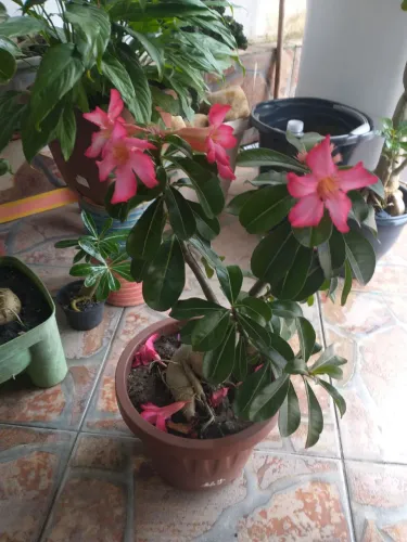 Rosa do deserto