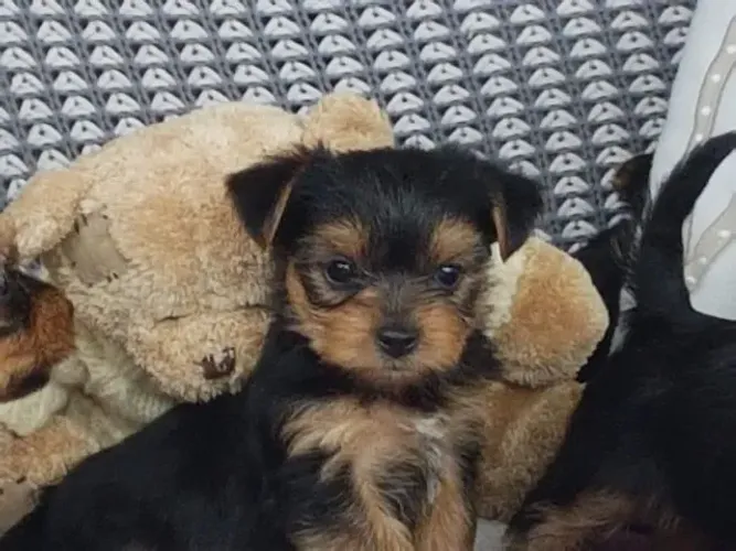 ?Carinha de bebê, alma de leão.?