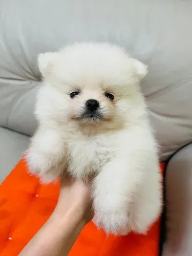 Lulu da Pomerania vacinado e pronto para nova casa