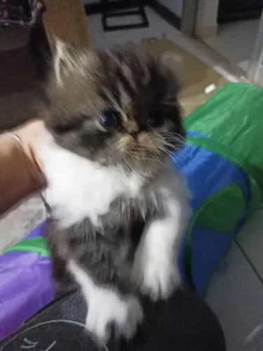 Gato persa macho