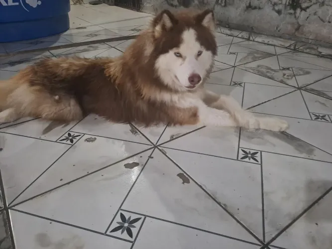 Husky siberiano macho disponível pra cruza, pelagem macia, dócil, carinho perfeito....