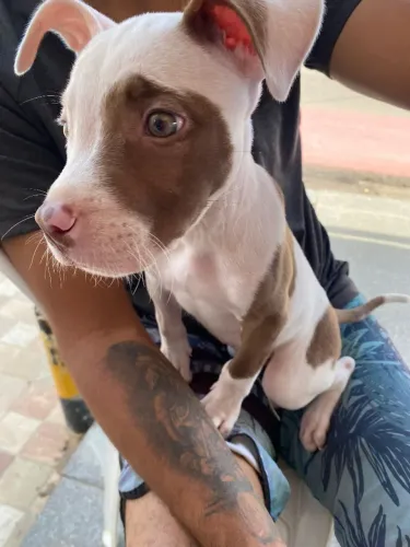 Filhote de Pitbull