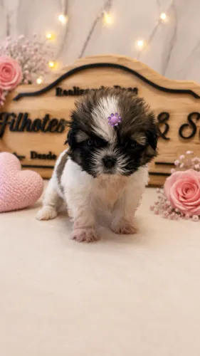 Shih Tzu