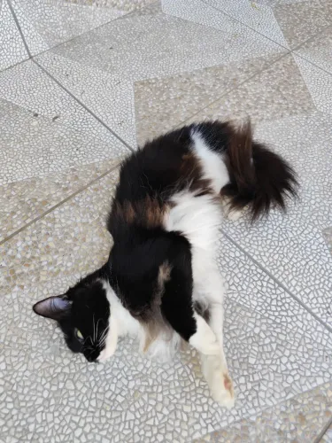 Luna Maine Coom - 2 Anos