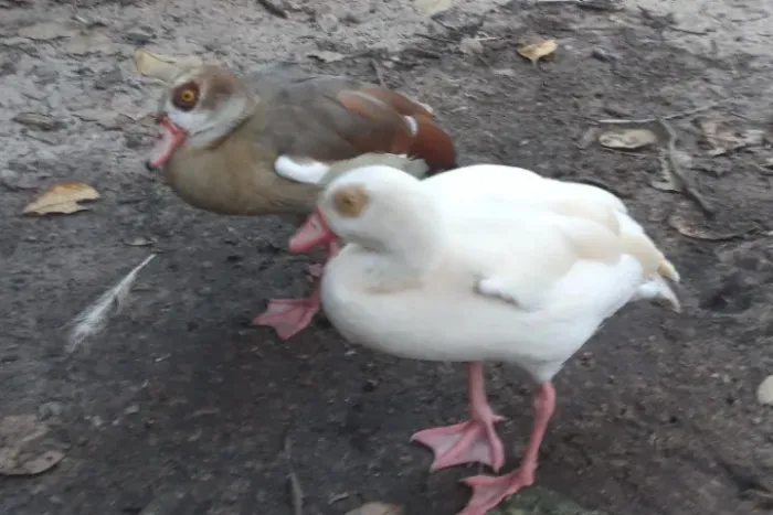 Gansos do Egito