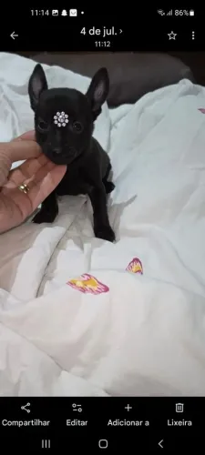 Pinscher miniatura machinhos mega promoção r$ 1000