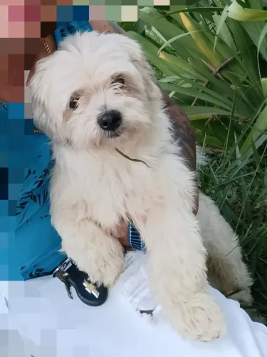 Doação de cachorro