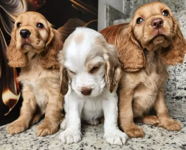 Cocker Bem Parrudos e Fortes, com Pedigree!! 21