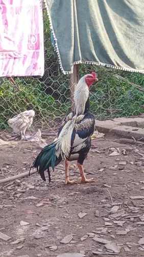 Galo indio genética canto curto