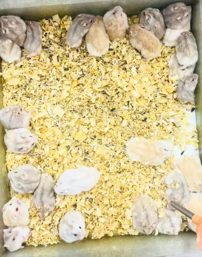 promoção hamster anao russo e hamster sirio; leia a descriaçao