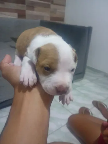 Cachorro