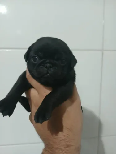 pug macho