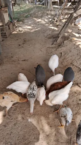Galinhas da Angola