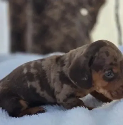 Dachshund,Dachshund Filhote Disponível Alta Qualidade