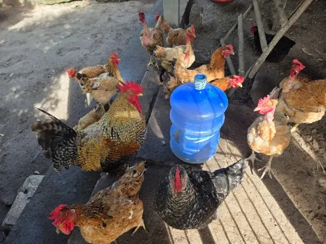VENDO LOTE DE 14 GALINHAS CAIPIRAS POEDEIRAS e 1 GALO