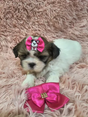 SHITZU FÊMEA MINI