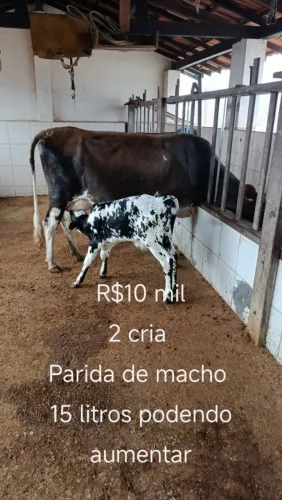 Vacas de leite