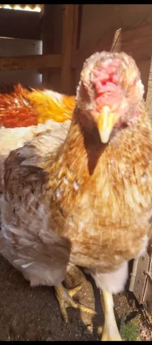 Galinha poedeira