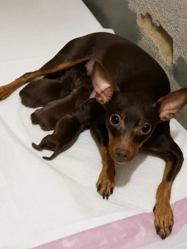 Vendo lindos , filhotes de Pinscher padrão na cor chocolate 