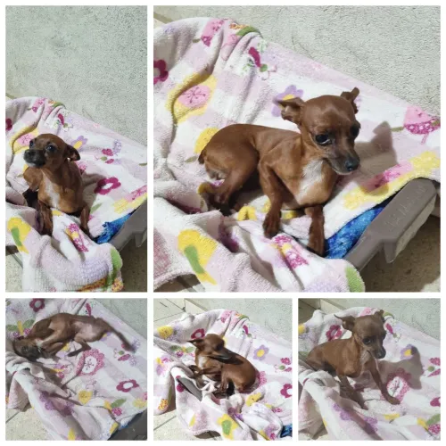 Pinscher 0 Fêmea 