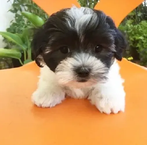 poodle x shitzu Respondo pelo 9.9751.6491 Entrega imediata Só paga ao receber o filhote