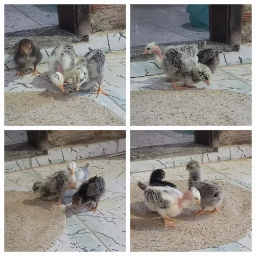 Pintinhos da raça Dorkings nanicao
