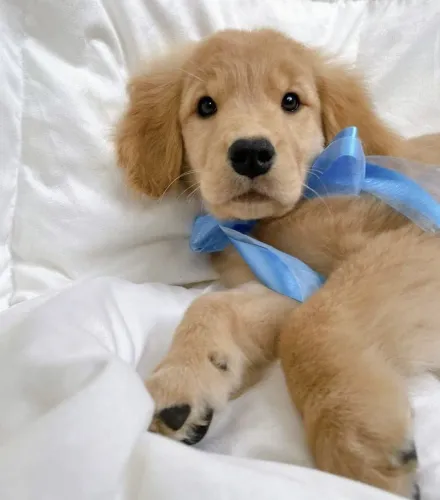 Ótimo padrão da Raça, Filhotes de Golden Retriever Robusto e Lindos !!!