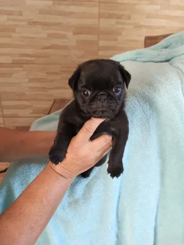 Pug a carinha mais engraçadinha