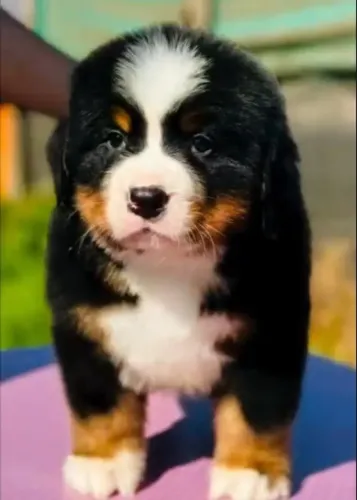 Filhotes de Bernese | Carinho em cada patinha!