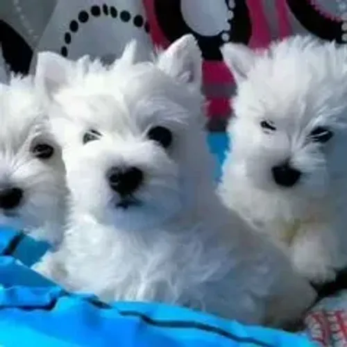 West Terrier Filhote Branco Muito Dócil