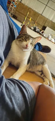 Gatinha Grávida para Adoção