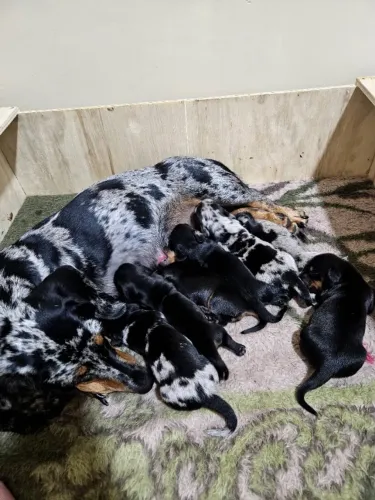 Filhotes Dachshund Black Tan 
