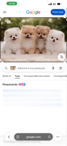 Vendo urgente : filhotes com 45 dias de vida