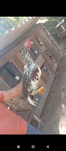 Frango