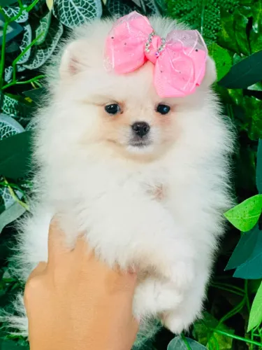 SPITZ ALEMÃO ANÃO BRANQUINHO/ A PARTIR DE 1900!!!