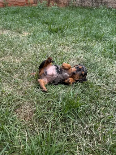 Filhotes Basset ( fêmea e macho )