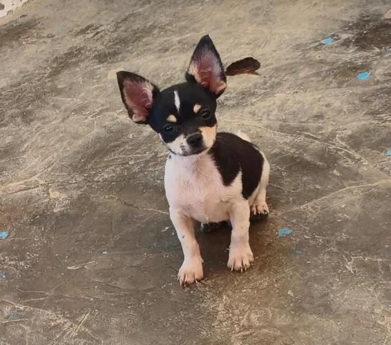 Chihuahua macho