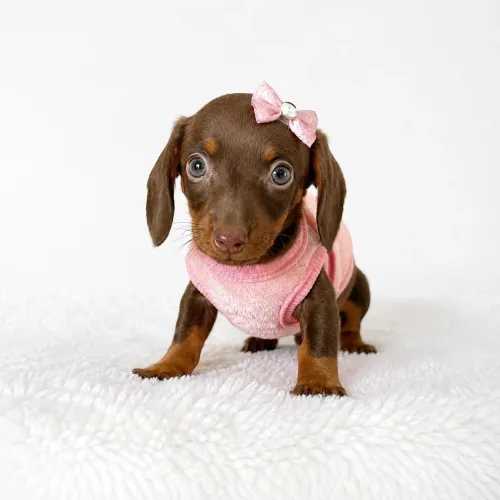 Dachshund teckel salsicha macho e fêmea pedigree