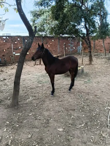 Potra a venda 9 meses 