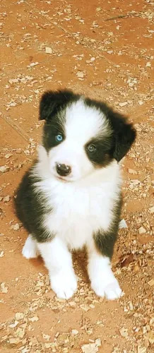 Filhote de border collie cores lindas disponíveis 