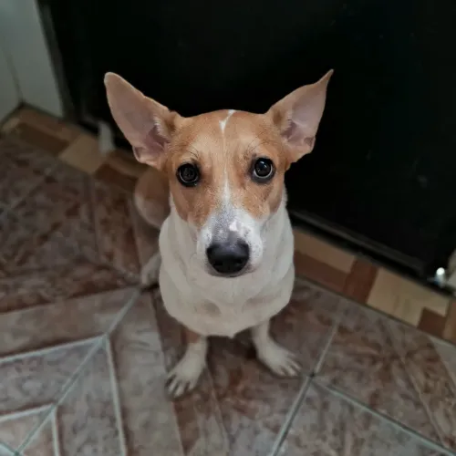 Doa-se cadela 