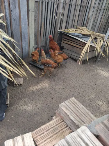 Vendas de galinhas ?
