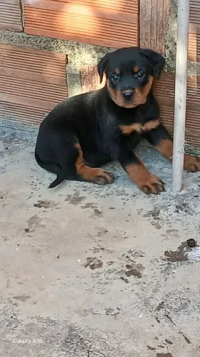 Filhotes de cachorro Rottweiler 
