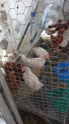 Frangas da raça Glc com legorne americana 