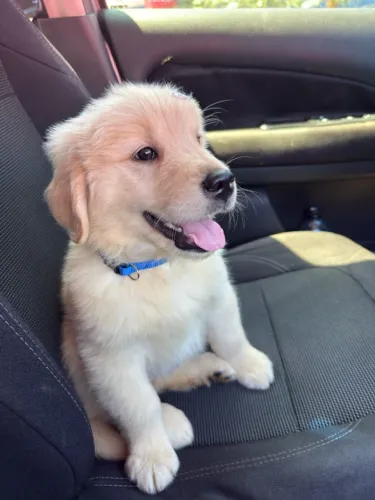 Filhotes de GOLDEN RETRIEVER