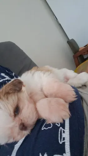 Shitzu