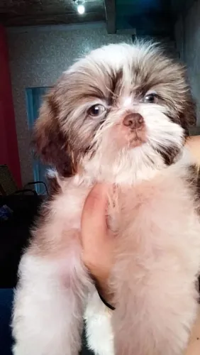 Shih tzu macho