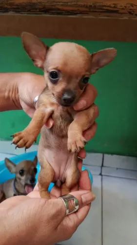 Vende se uma pinscher 0