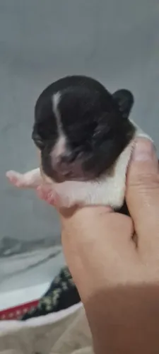 Bulldogue francês 