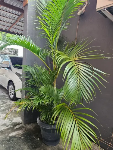 PALMEIRA ARECA BAMBU GRANDE E SUPER VOLUMOSA